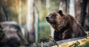 Close-Up Photography of Grizzly Bear