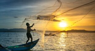 A fisherman skillfully casts a net at sunrise, silhouetted against a golden sky over a calm lake.