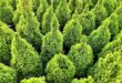 Top view of vibrant green conifers in a nursery in Chilliwack, BC, during daytime.