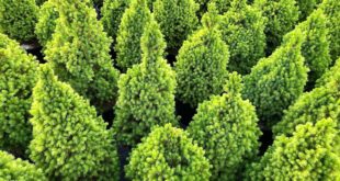 Top view of vibrant green conifers in a nursery in Chilliwack, BC, during daytime.